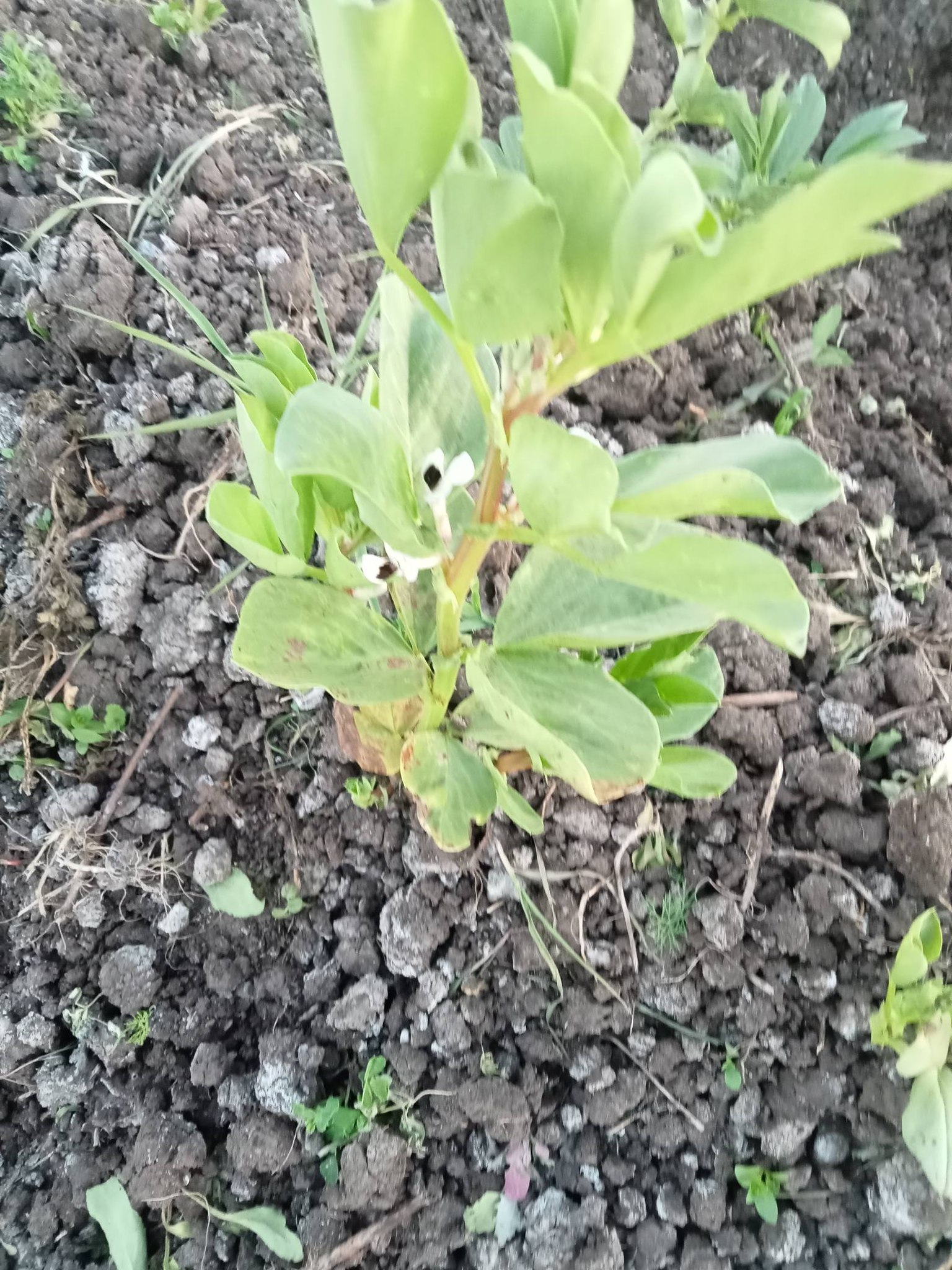 ده عمر 45 يوم رشيت حشرى ومغذيات عاوز ايه تانى